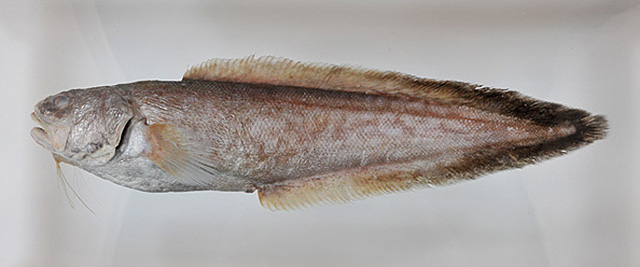 Hoplobrotula armata