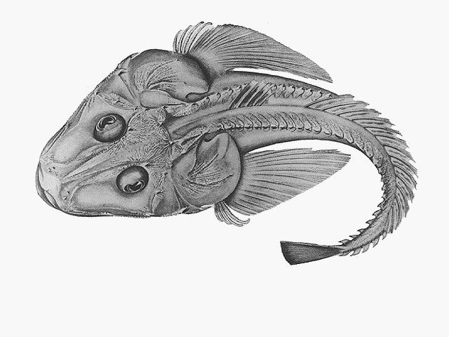 Hoplichthys haswelli