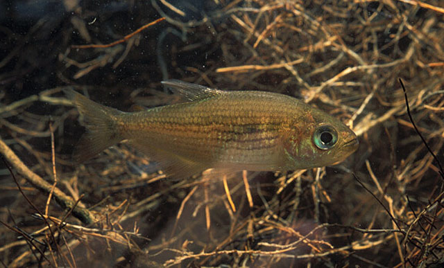 Hollandichthys multifasciatus