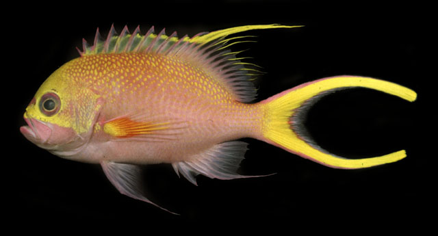 Odontanthias tapui