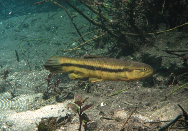 Hoplerythrinus unitaeniatus