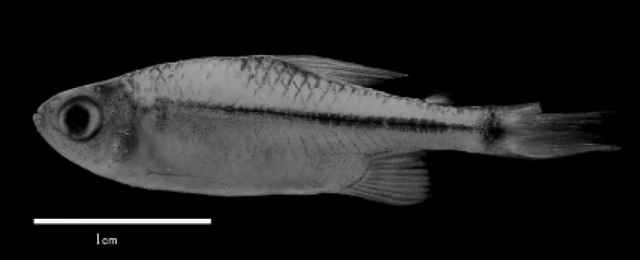 Hyphessobrycon amaronensis