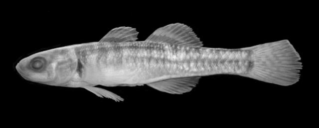 Hypseleotris barrawayi