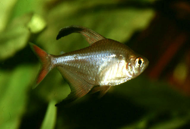 Hyphessobrycon bentosi