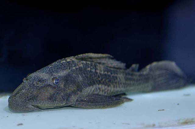 Hypostomus borellii