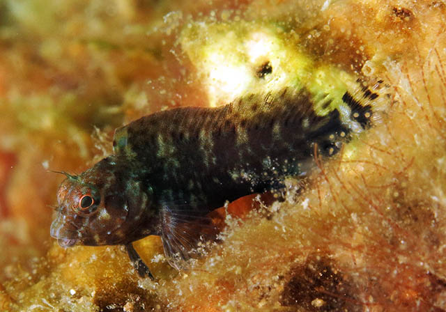 Hypleurochilus caudovittatus