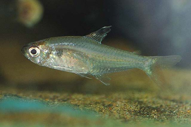 Hyphessobrycon copelandi