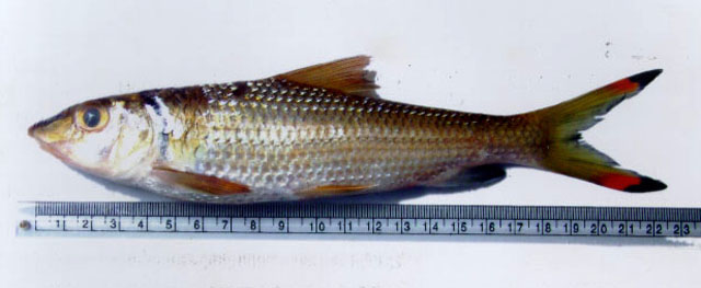 Hypselobarbus curmuca