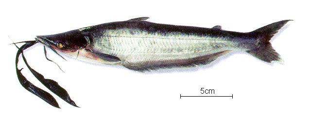 Hypophthalmus fimbriatus