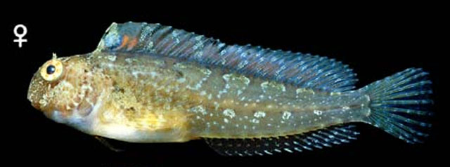 Hypsoblennius gentilis