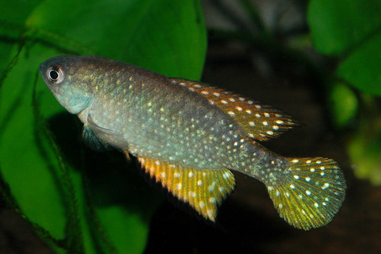 Hyghi_m0.jpg