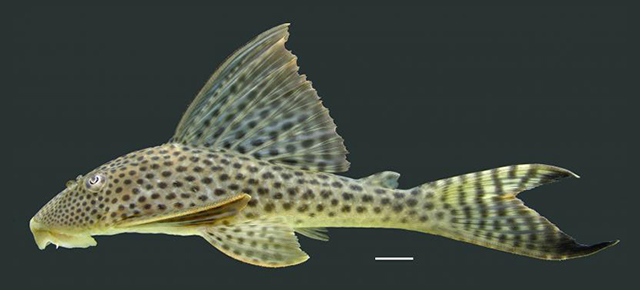 Hypostomus gymnorhynchus