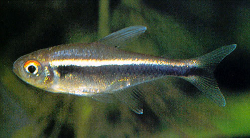 Hyphessobrycon herbertaxelrodi