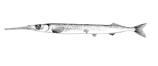 Hyporhamphus intermedius