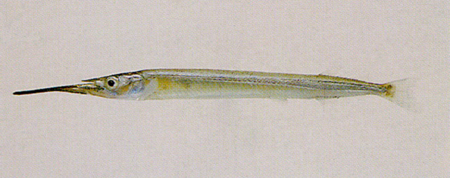 Hyporhamphus intermedius