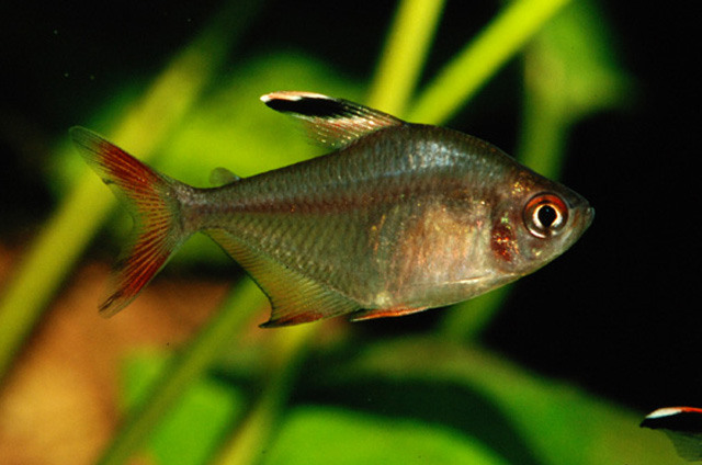 Hyphessobrycon jackrobertsi