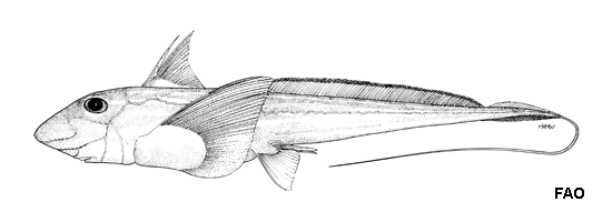 Chimaera ogilbyi