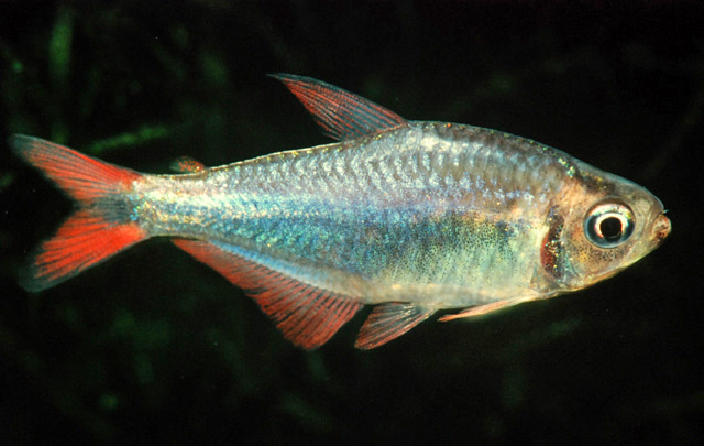 Hyphessobrycon margitae