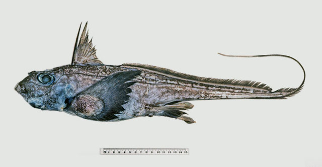 Hydrolagus marmoratus