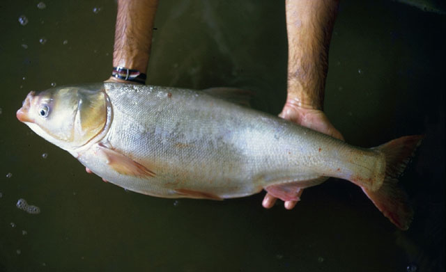 Hypophthalmichthys molitrix