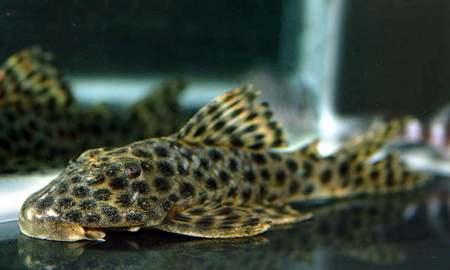 Hypostomus mutucae