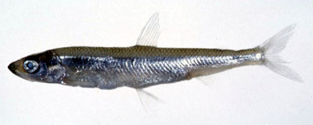 Hypomesus nipponensis