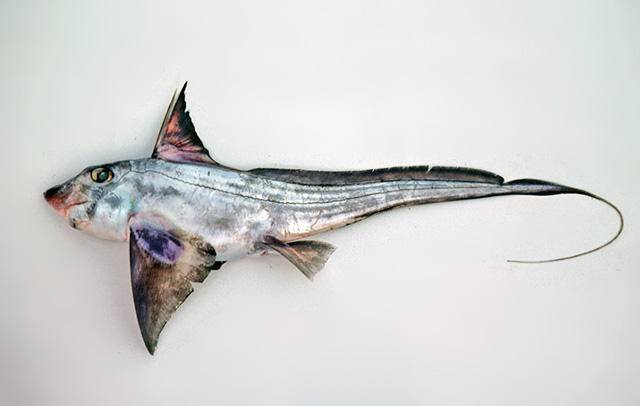 Chimaera ogilbyi