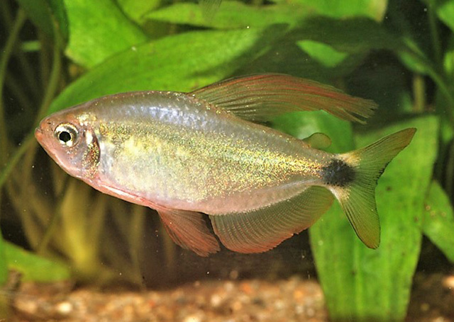 Hyphessobrycon procyon