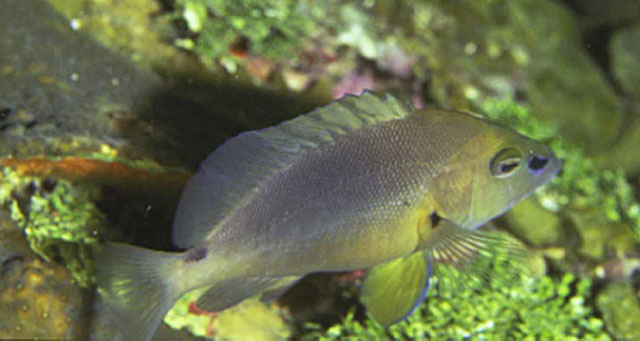 Hypoplectrus randallorum