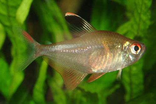 Hyphessobrycon socolofi