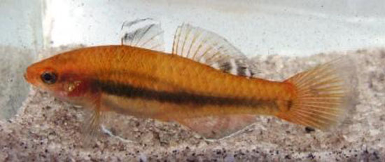 Hypseleotris tohizonae