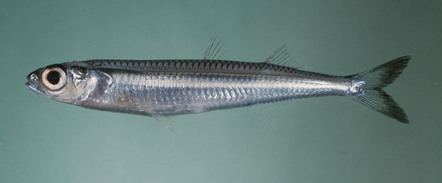 Hypoatherina tropicalis