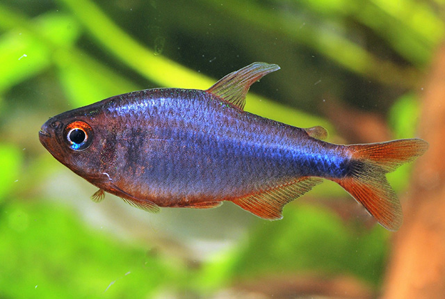 Hyphessobrycon wadai