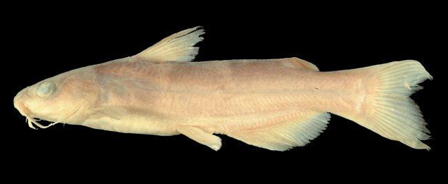 Ictalurus balsanus