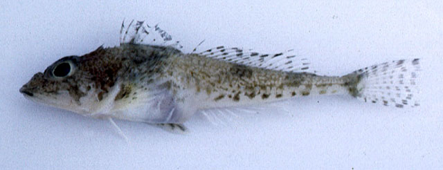 Icelus cataphractus