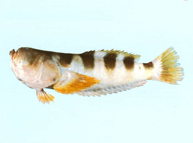 Ichthyscopus fasciatus