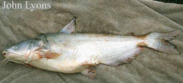 Ictalurus furcatus