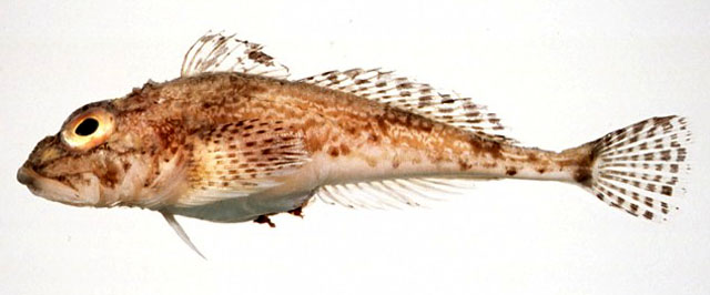 Icelus ochotensis