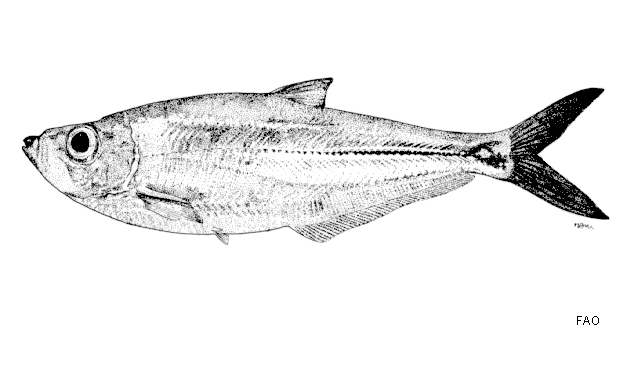 Ilisha compressa