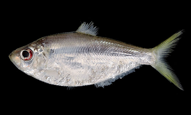 Ilisha melastoma