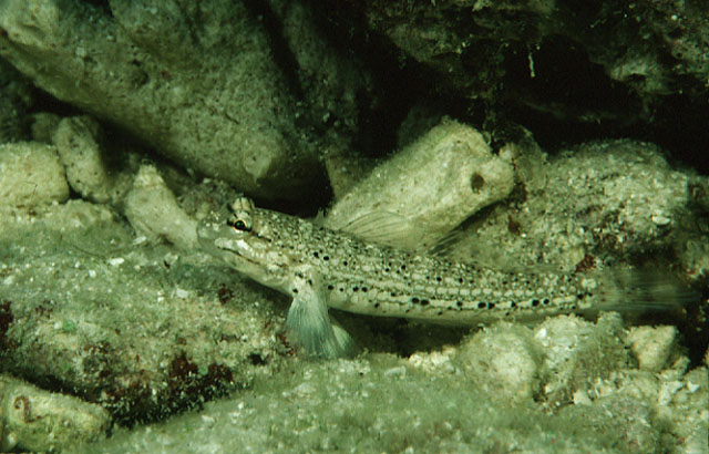 Istigobius goldmanni