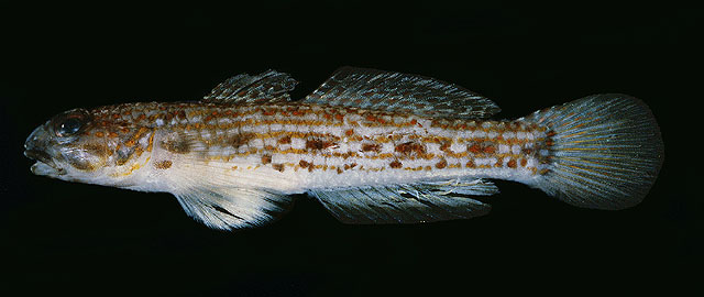 Istigobius hoesei