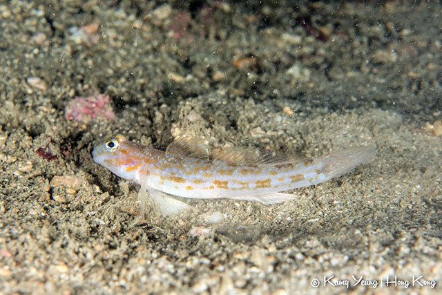 Istigobius hoshinonis