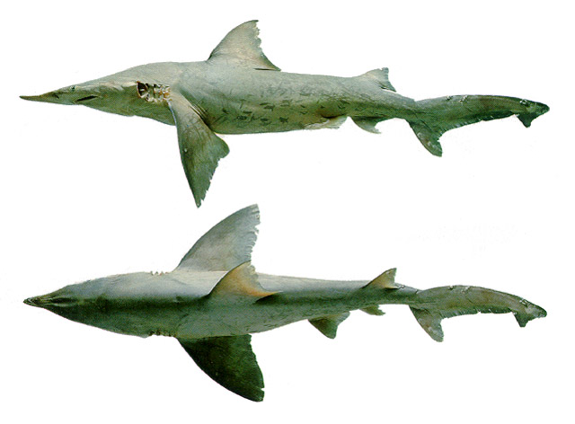 Isogomphodon oxyrhynchus