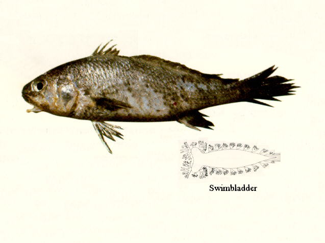 Johnius macropterus