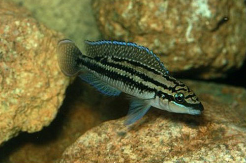 Julidochromis dickfeldi