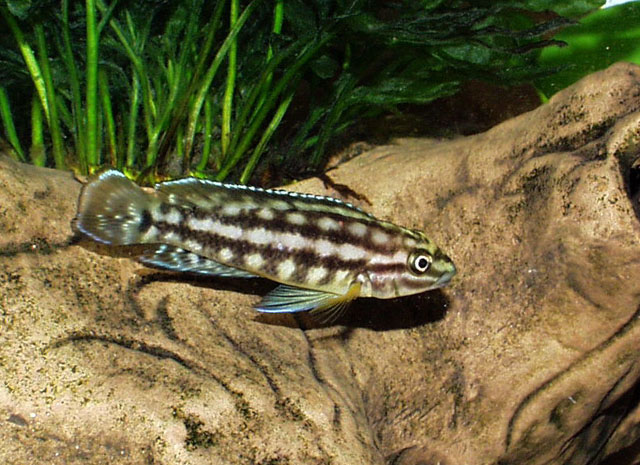 Julidochromis marlieri