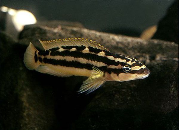 Julidochromis ornatus