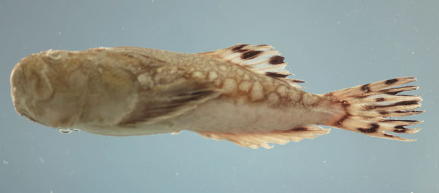 Kathetostoma albigutta