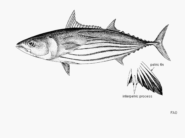 Katsuwonus pelamis